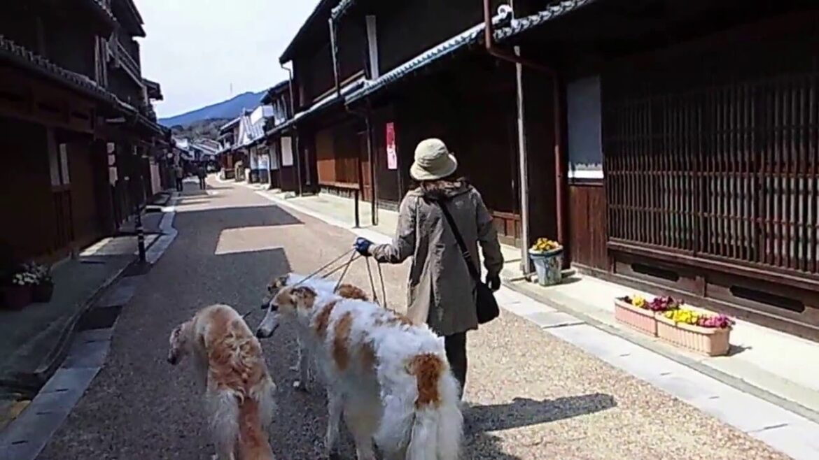 ボルゾイと歩く東海道関宿
