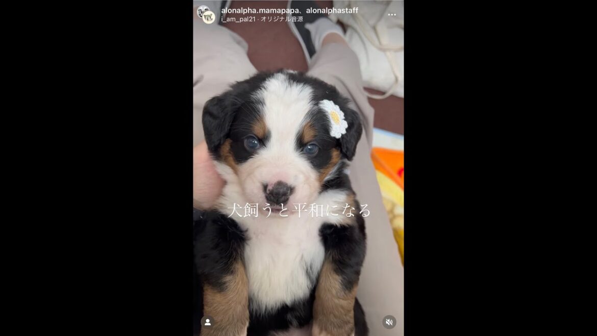【TikTok40万再生】犬飼うと平和になる🫠💕#バーニーズマウンテンドッグ #大型犬のいる生活 #超大型犬 #子犬 #パピー