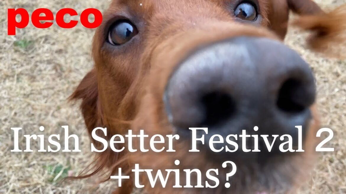 アイリッシュセター祭２＋双子？（peco  Irish Setter Festival２＋twins？）　アイリッシュセター（アイリッシュセッター）Irish Setor（Irish Setter）