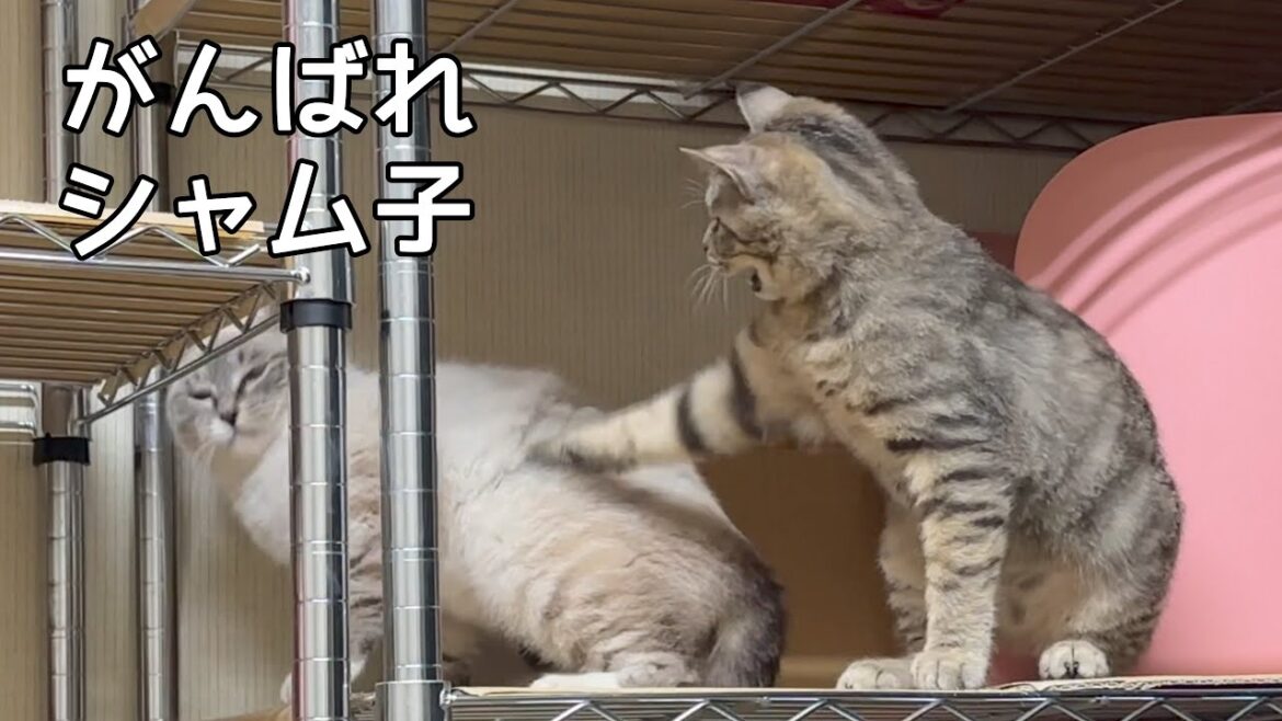 慣れたクロスケ、慣れないシャム子