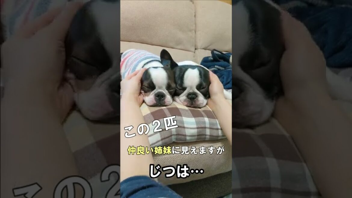 この仲良い2匹、実は○○なんです… この仲良い2匹、実は○○なんです…