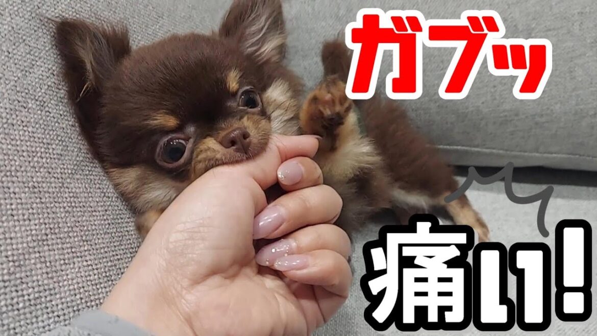子犬チワワの甘噛みは、遊びながら「しつけ」ました 子犬チワワの甘噛みは、遊びながら「しつけ」ました