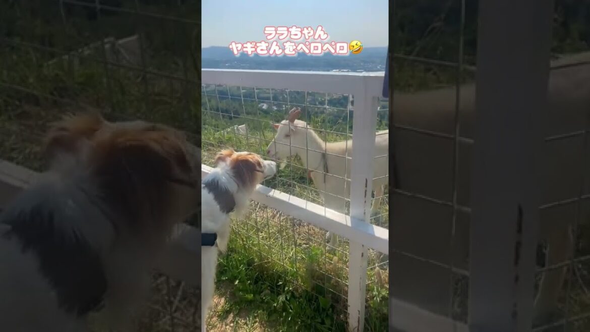 ヤギと犬は仲良くなれるのか？【大型犬ボルゾイ】#shorts #borzoi