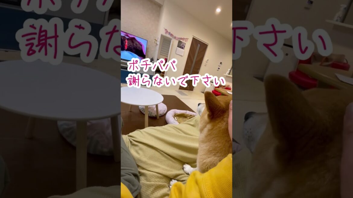 【柴犬 もみさん】ポチパパがレスキューされた甲斐犬　貝ちゃん永眠「#Shorts」　Shiba Inu Momisan and Pomeranian Babo