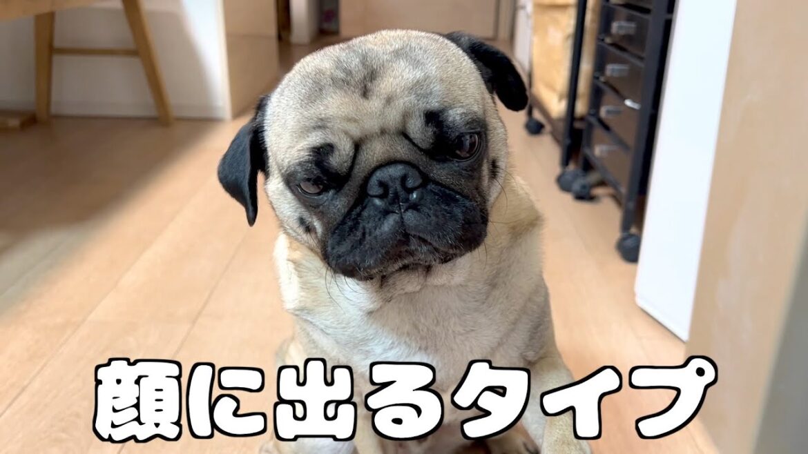 世界一けだるそうににお手をする犬【パグ2歳】