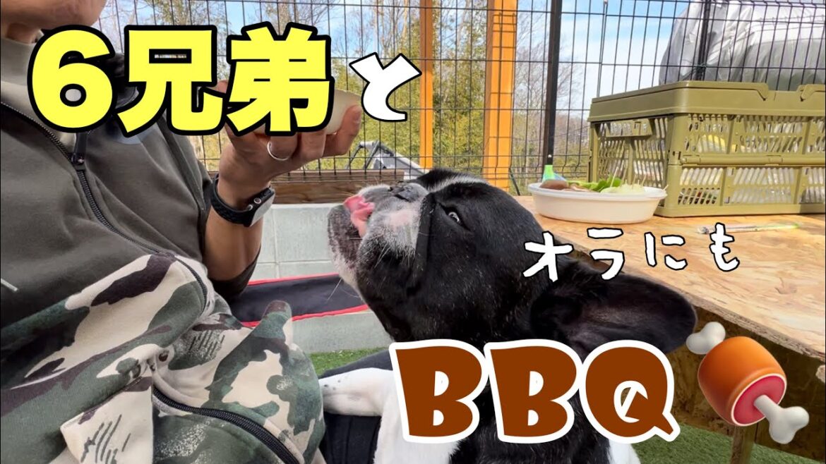 最高の天気に庭でフレンチブルドッグ6頭とBBQしたよ! 最高の天気に庭でフレンチブルドッグ6頭とBBQしたよ!