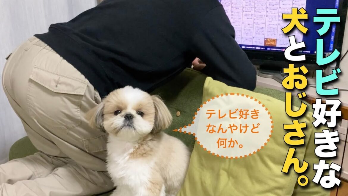 【シーズー】テレビ好きな犬とおじさん。【075】 【シーズー】テレビ好きな犬とおじさん。【075】
