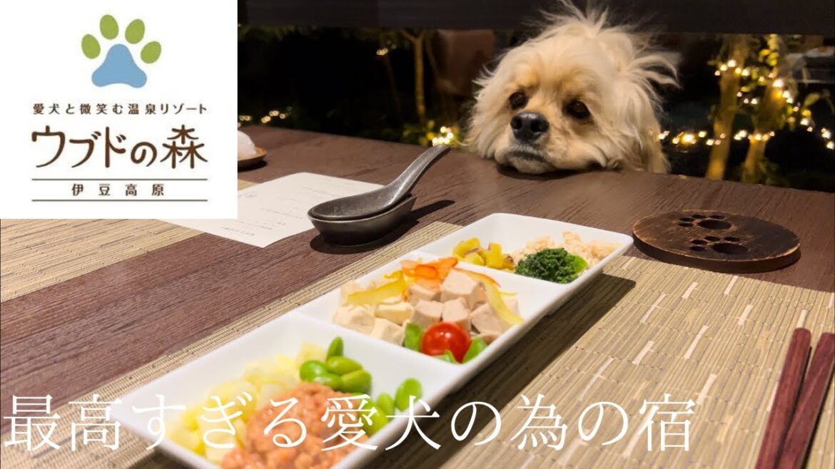 【前編】伊豆のウブドの森という宿が控えめに言って最高すぎた🐶［アメコカ］