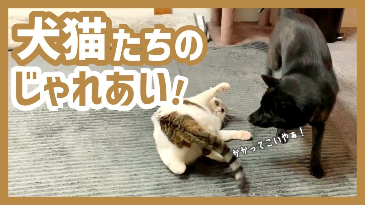 【犬と猫】猫パンチ炸裂！なかよく2匹でじゃれあう甲斐犬と保護猫が可愛過ぎてほっこり…！