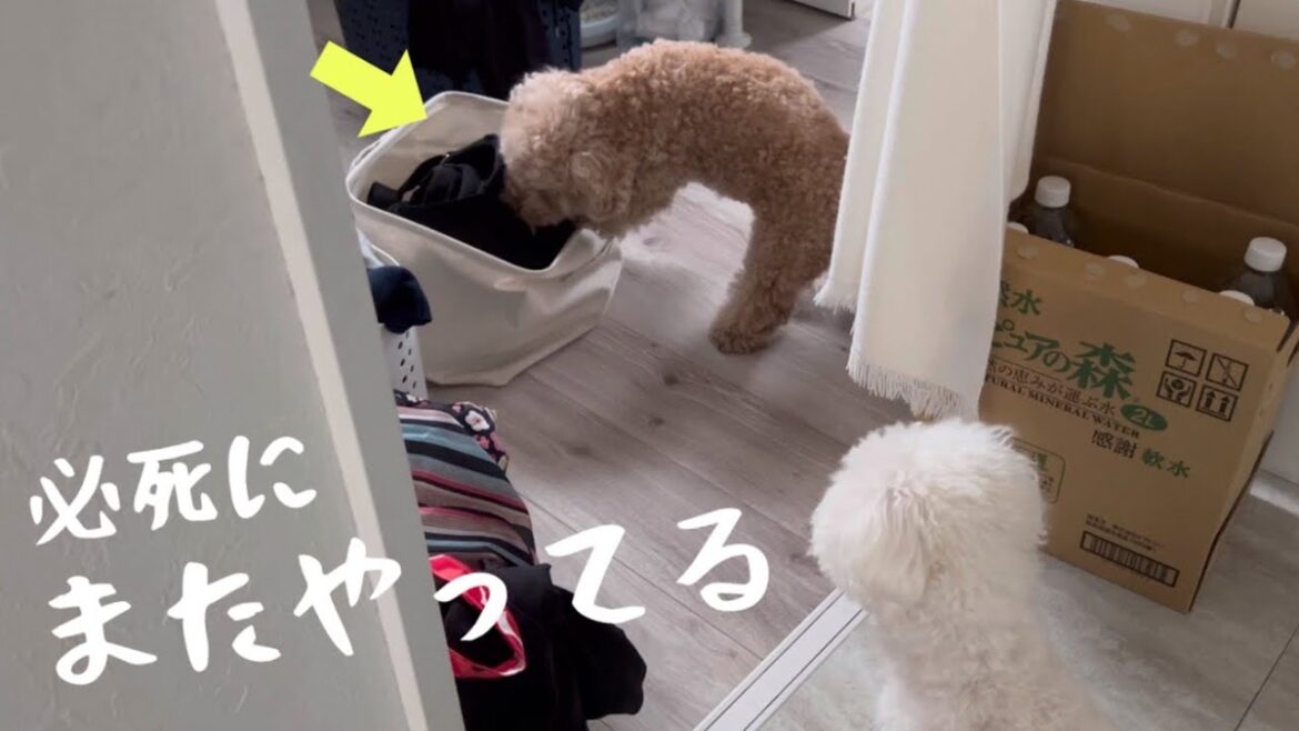 最近、悪さが増してきた愛犬をどうにかして下さい ww
