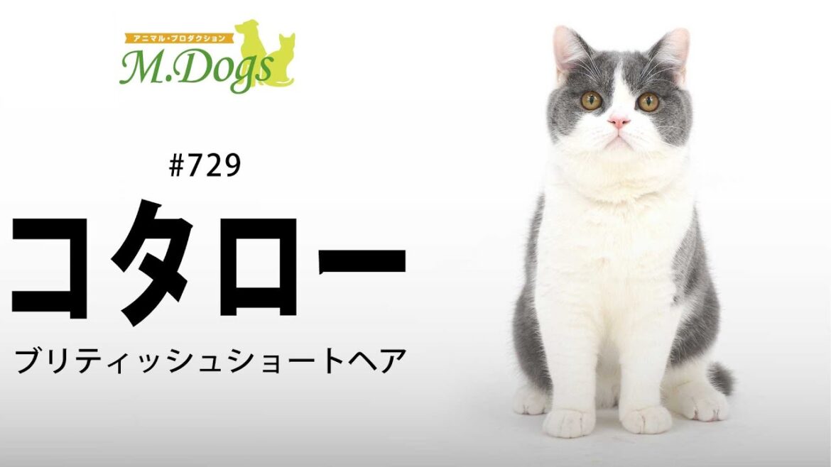 ペットモデル #729 ブリティッシュショートヘア 「コタロー」