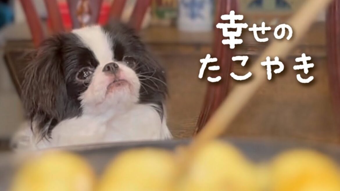 【絶品】犬をダメにする至福のわんこ用たこ焼き