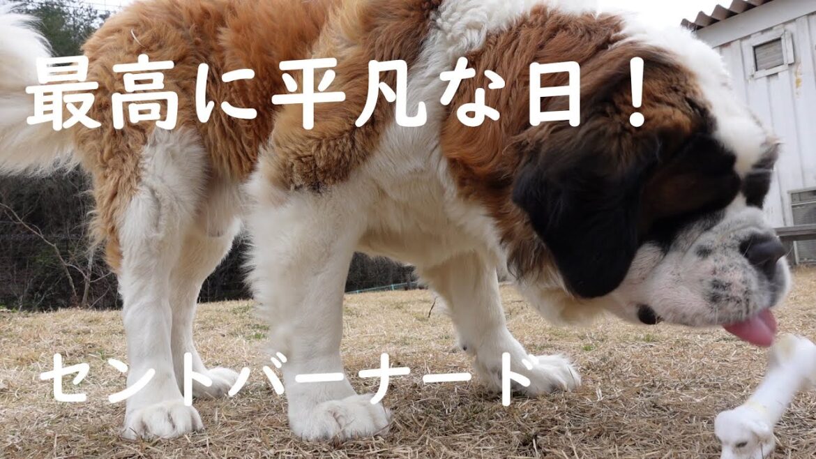 【最高に平凡な日！】平凡なセントバーナードの日記　暇な１日編 The Most Ordinary Day Ever! Diary of an Ordinary St. Bernard,