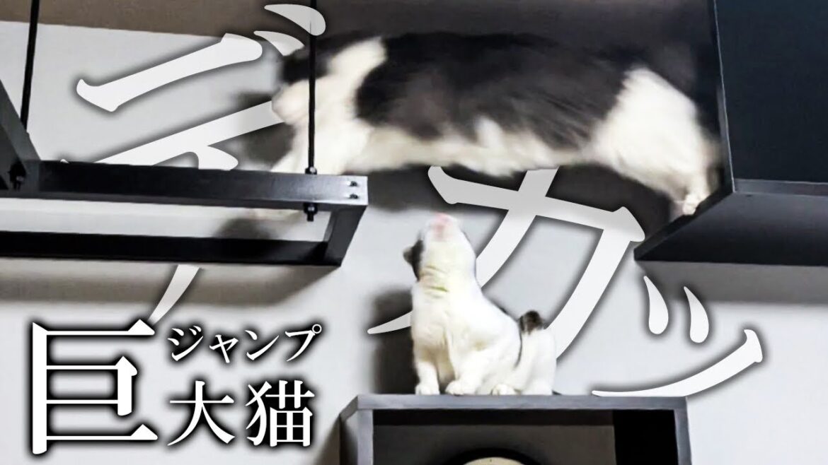 寝室にキャットウォークを設置するとこうなる。【ノルウェージャンフォレストキャット】 寝室にキャットウォークを設置するとこうなる。【ノルウェージャンフォレストキャット】