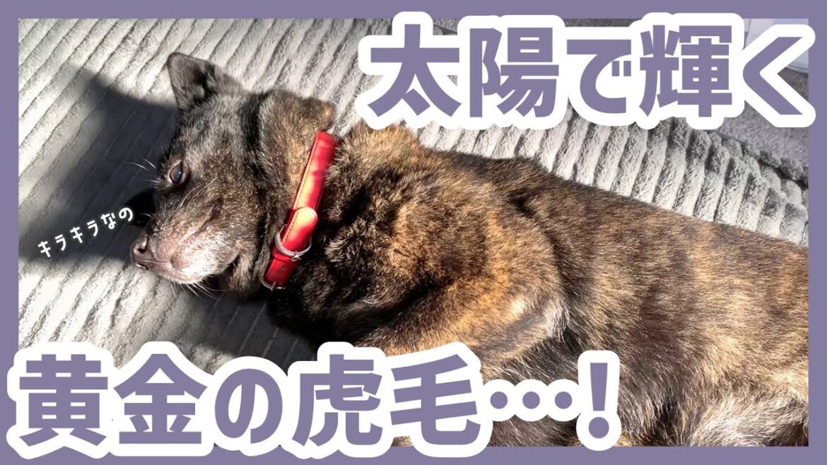【甲斐犬】ぽかぽか太陽に暖められた甲斐犬の虎毛が美しすぎて癒される…! 【甲斐犬】ぽかぽか太陽に暖められた甲斐犬の虎毛が美しすぎて癒される…!