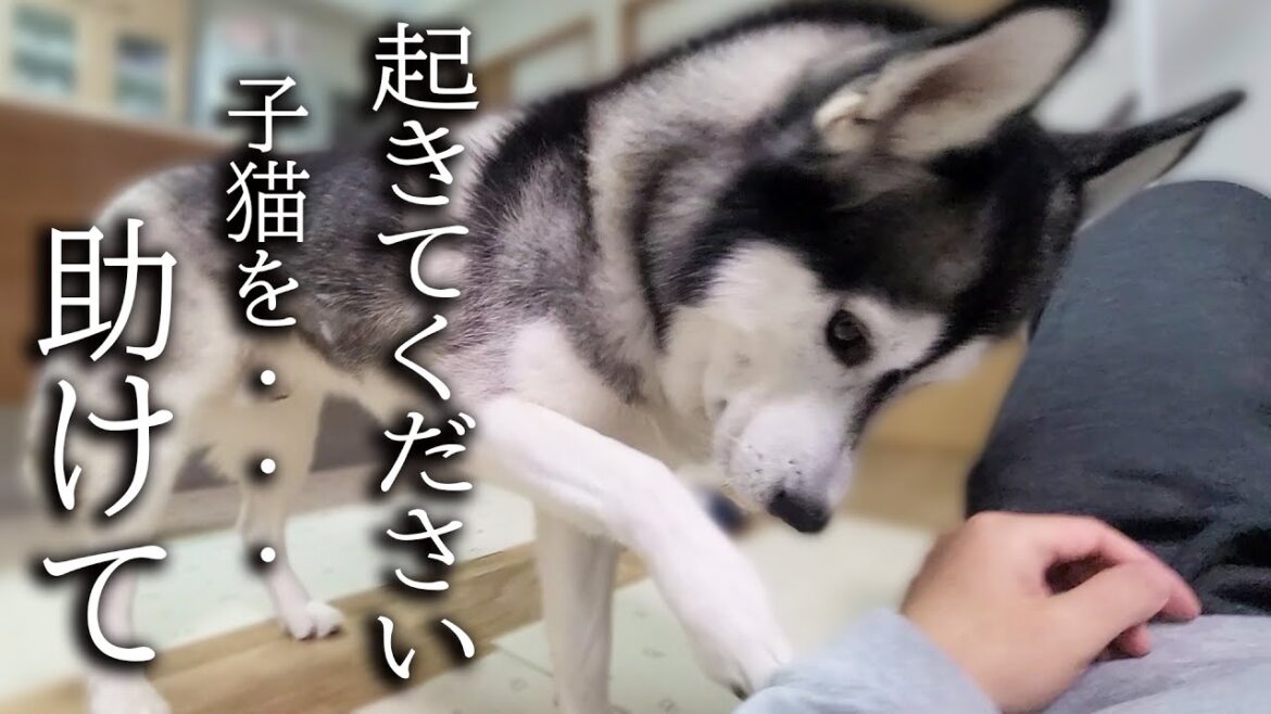 深夜に何かを教えにきた犬について行くと子猫が助けを...