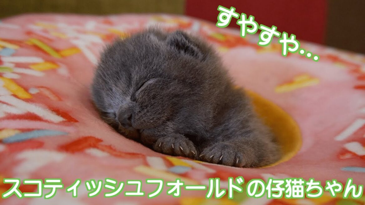 【スコティッシュフォールド 子猫】 【スコティッシュフォールド 子猫】