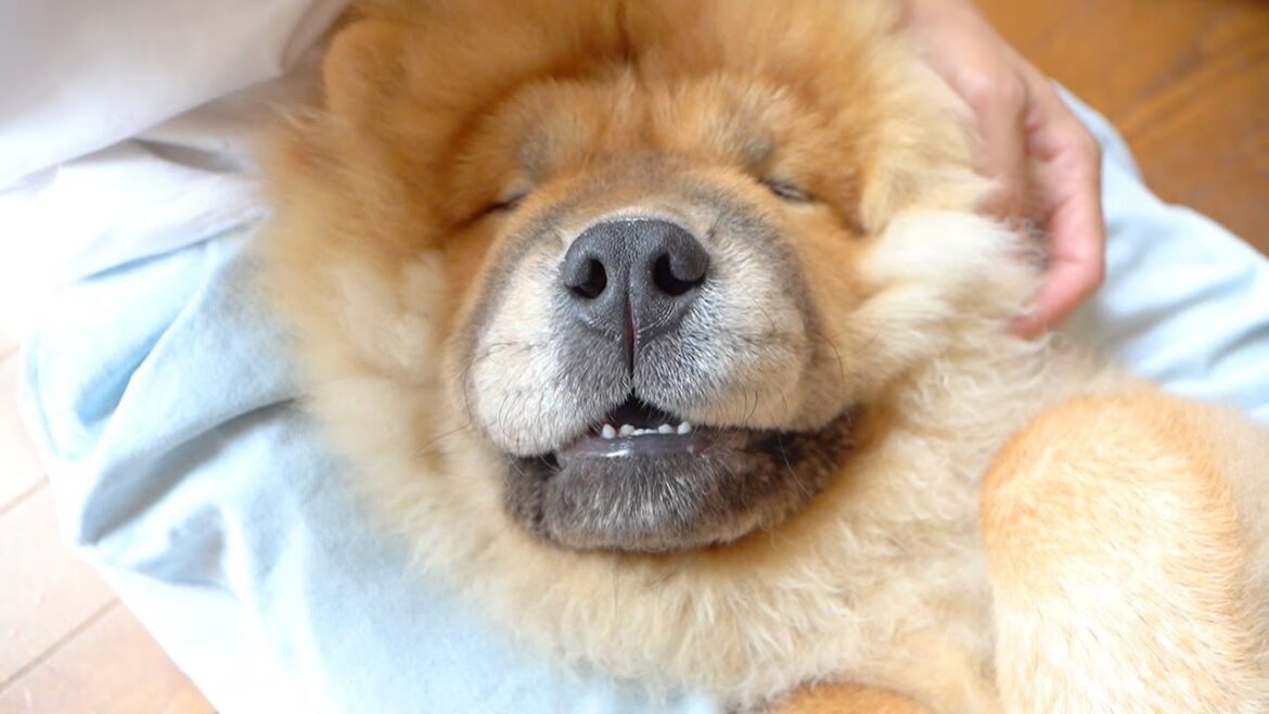ブヒブヒ音が止まらないチャウチャウ犬のお昼寝タイム