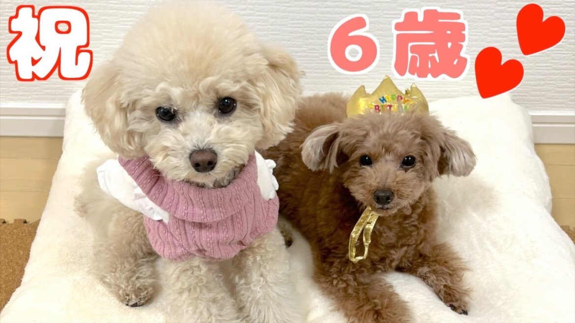 誕生日ケーキにおもわず犬語がでちゃう兄犬！ジィジサプライズも！！