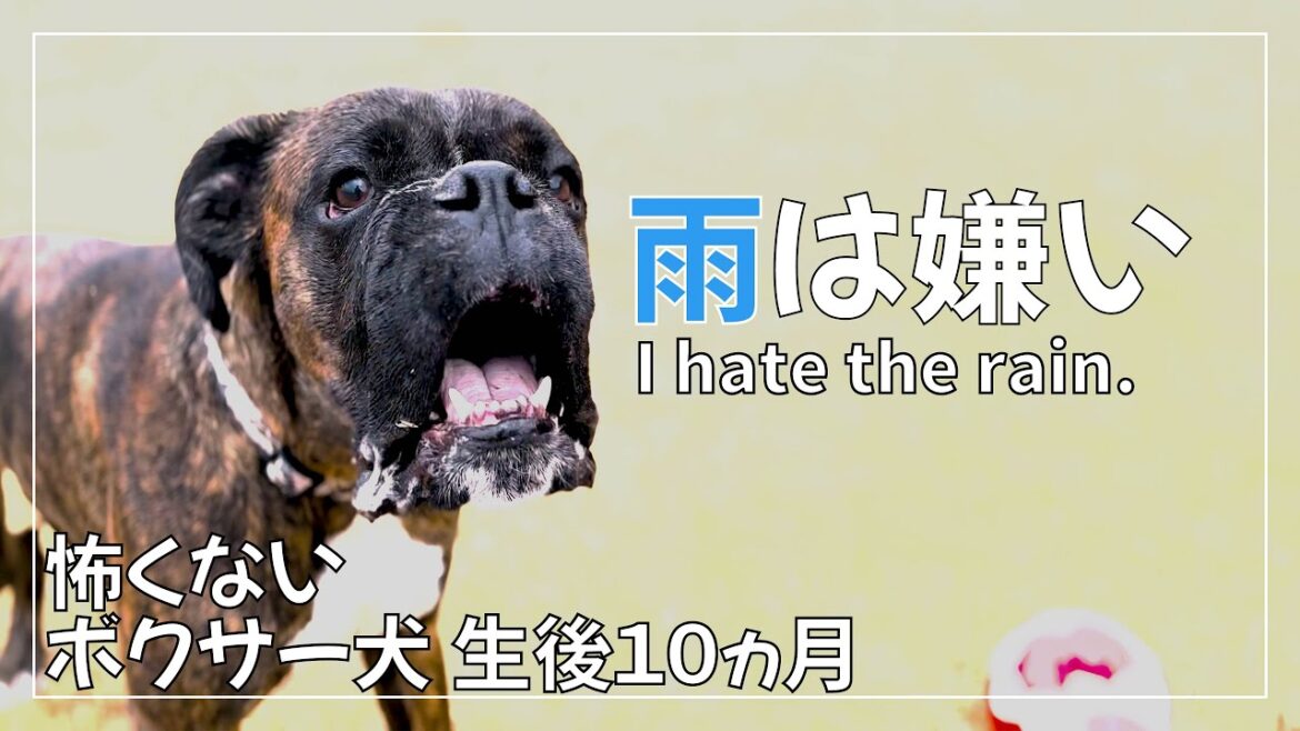 暴風雨の日でもボクサーまみれ くろさんは雨を避ける術を知っているようです