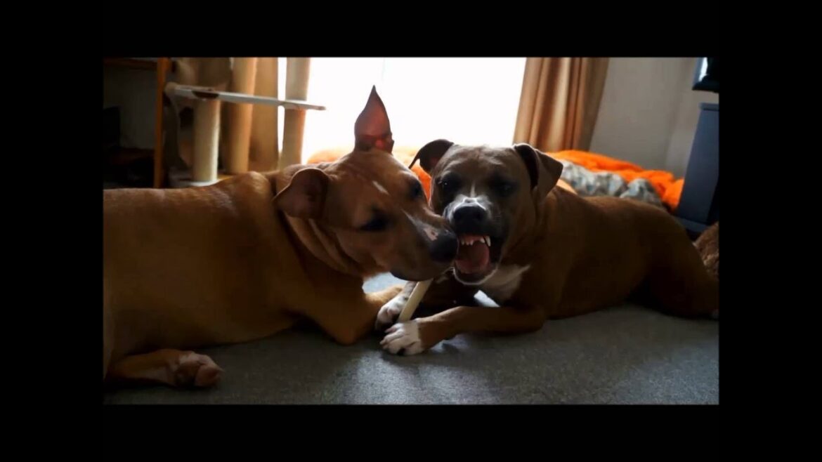 zoeandphoebewithtoy1