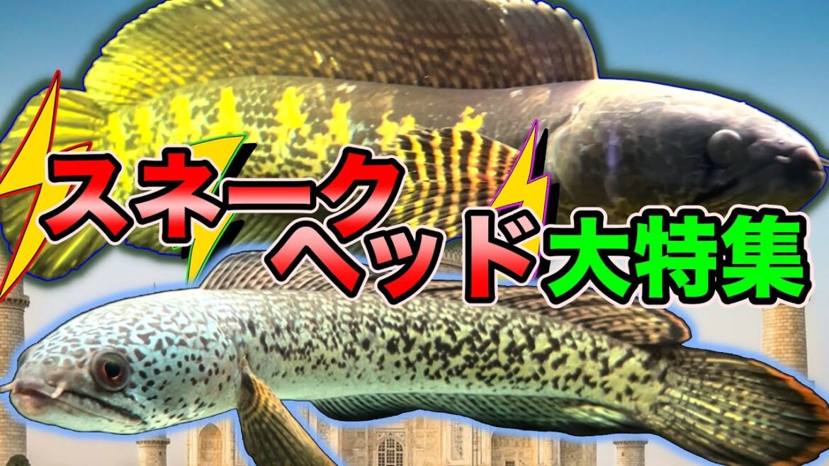 インドから特大入荷　アクア界不動の人気　スネークヘッド　大特集『チャンナバルカ』『レインボースネークヘッド』『エンペラー』『バイオレットスネークヘッド』『チャンナアリストネイ』インセインなどなど