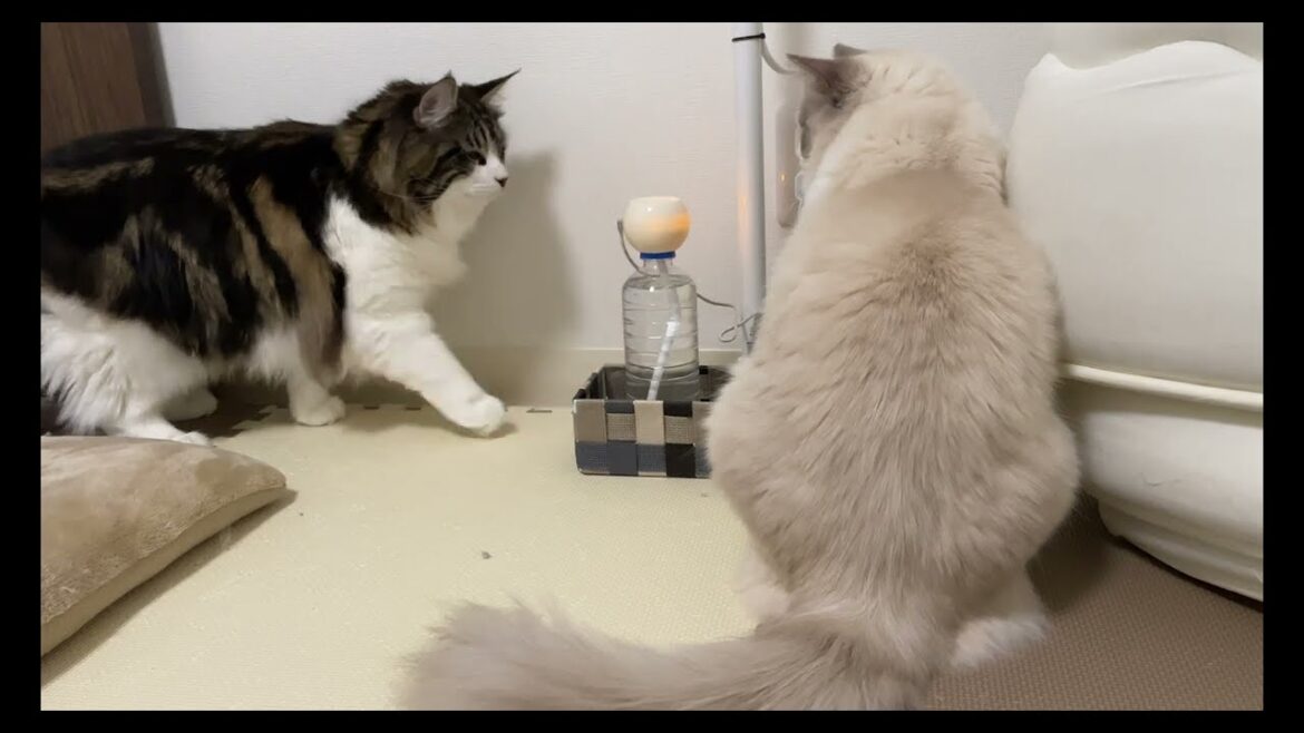 簡易加湿器が気になる猫たち【ラグドールメインクーン】ある日の猫c202