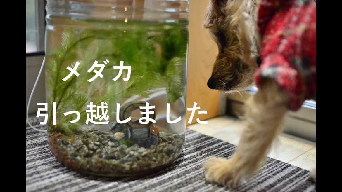 【ノーフォークテリア】🐟なつめのターン