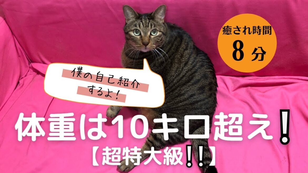 【日本猫のにゃらんの自己紹介】まるまると太った、体重10キロを超える、にゃらんに癒される８分間☆
