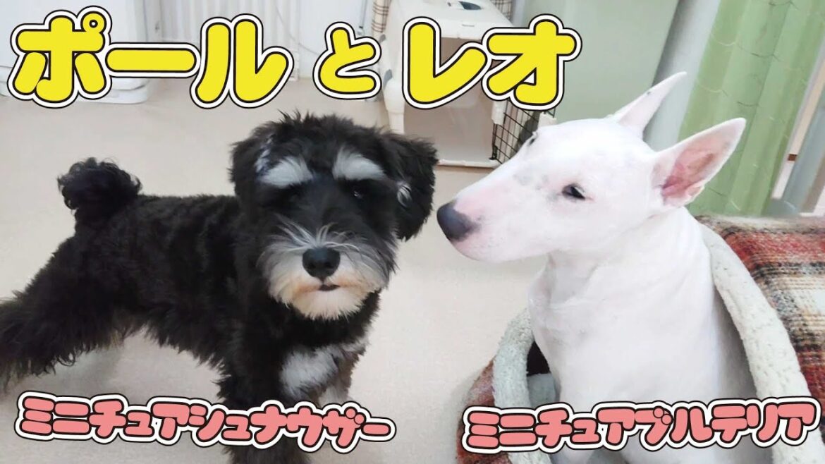 ポールとレオ　🐶ひみつきちなう！①🐶  (ミニチュアシュナウザー ミニチュアブルテリア チワワ トイプードル ビションフリーゼ マルチーズ) 2022年6月20日