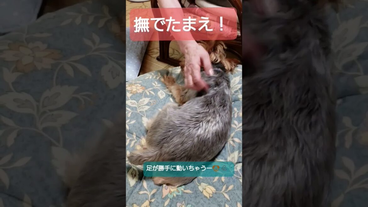 【甘えん坊】撫でられると足が勝手に動く🐶　 #shorts #ヨークシャーテリア #ヨーキー #犬 #癒し