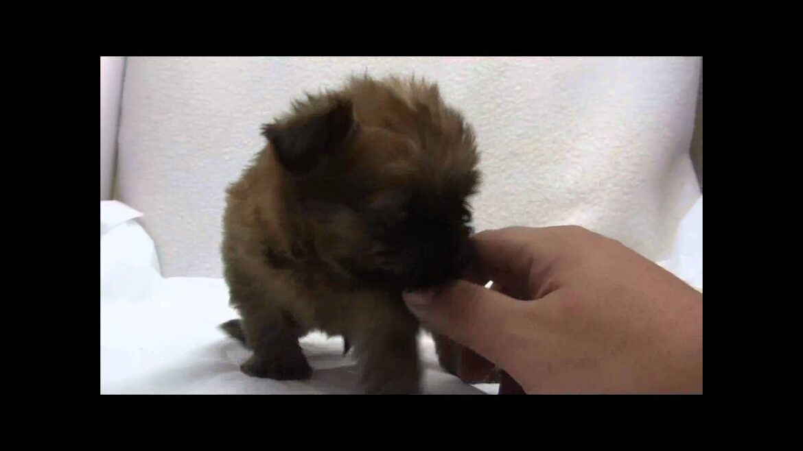 ブリュッセルグリフォンの子犬12
