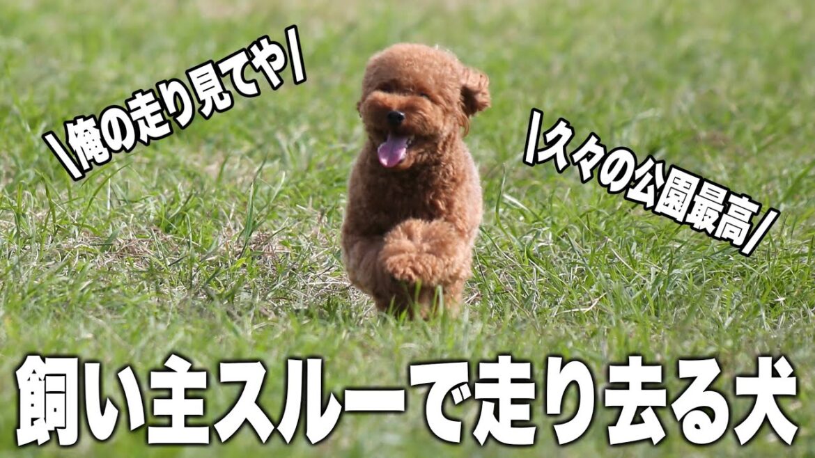 大好きな飼い主をスルーして知らないおじさんについていく唐揚げ【トイプードル】 大好きな飼い主をスルーして知らないおじさんについていく唐揚げ【トイプードル】