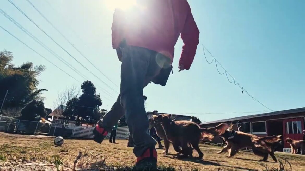 10頭を超えるアイリッシュセッターが集結！！2023/02