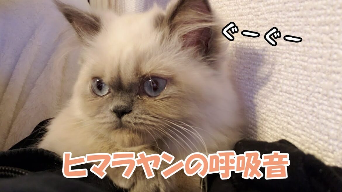 ヒマラヤンの子猫が発する呼吸音が可愛すぎない？
