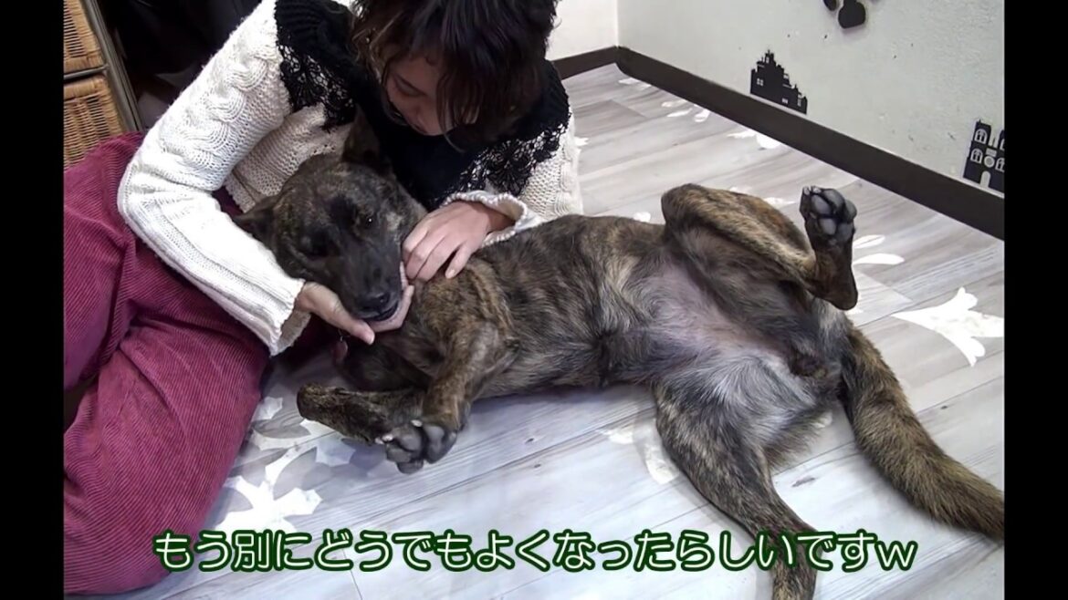 【閲覧注意】妻がどう猛な甲斐犬に襲われた.. かった=!【甲斐犬・柴犬】 【閲覧注意】妻がどう猛な甲斐犬に襲われた.. かった=!【甲斐犬・柴犬】
