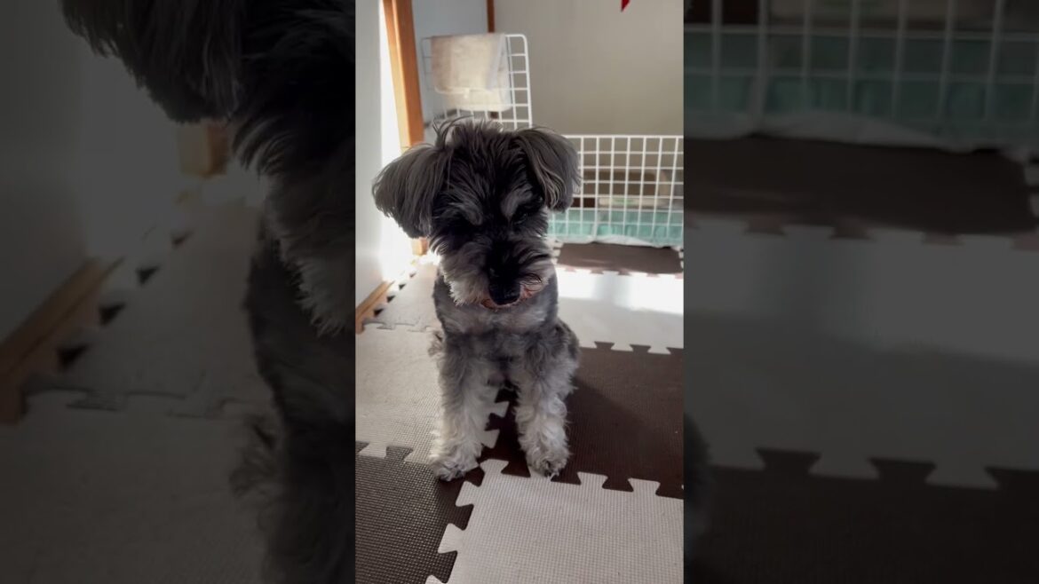 待て！してるミニチュアシュナウザー。