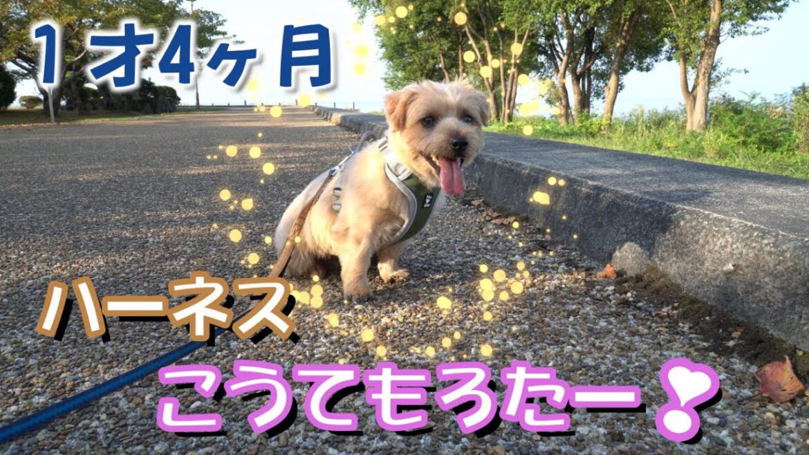ノーフォークテリア　いつものお散歩コース！