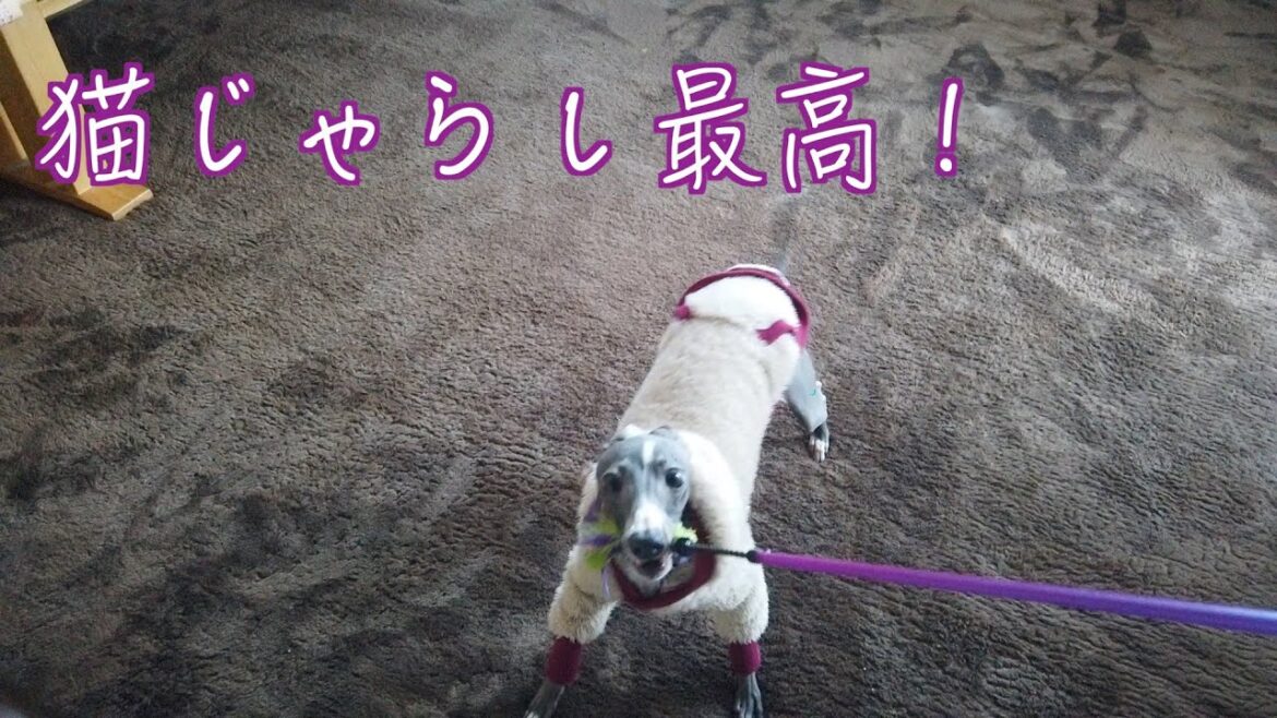 猫じゃらしにじゃれる犬【イタリアングレーハウンド】 猫じゃらしにじゃれる犬【イタリアングレーハウンド】