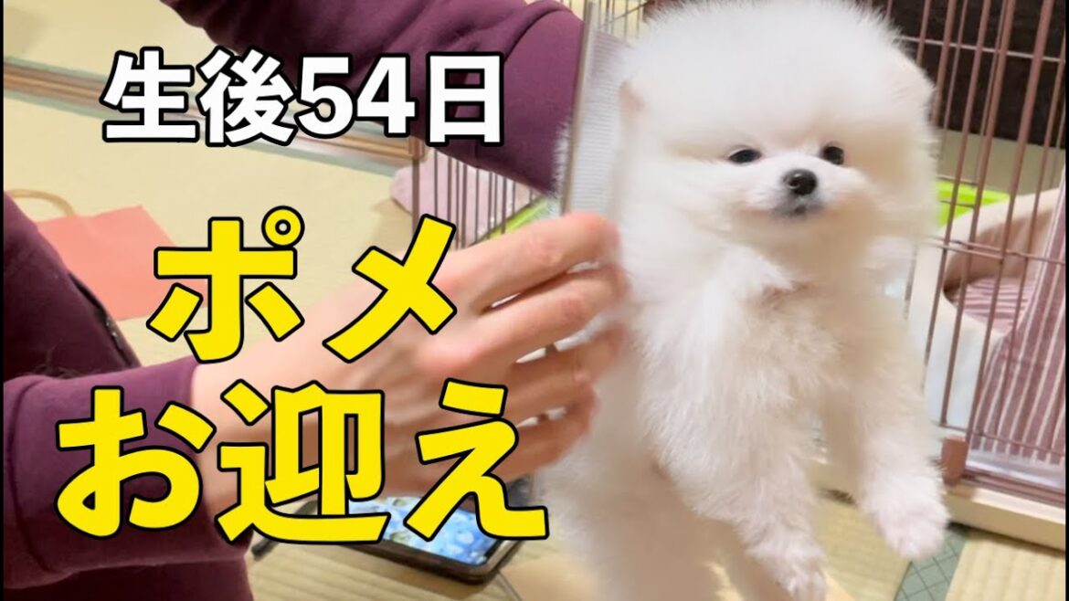 生後54日の白ポメラニアンの子犬をお迎え！ウトウト姿が可愛すぎた…！
