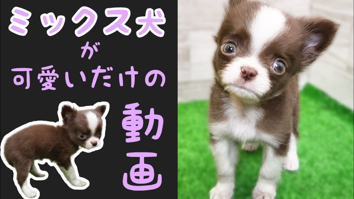 ミックス犬(チワワ×狆)チワちん・子犬【鶴見元宮店】
