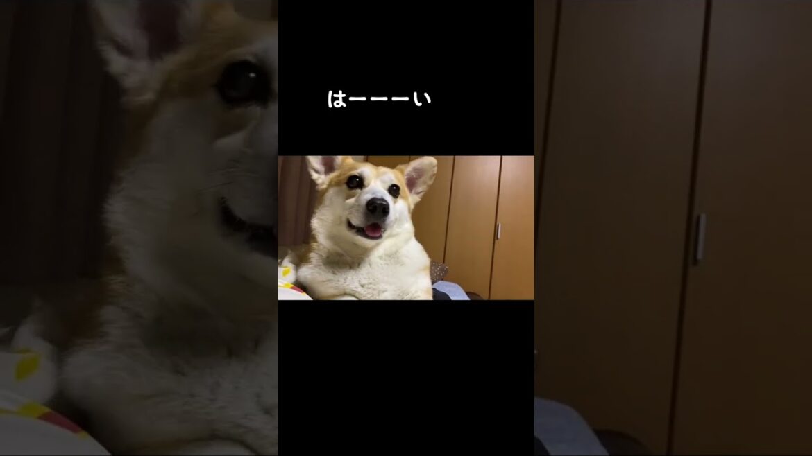 【くきたん】はーいってするコーギー