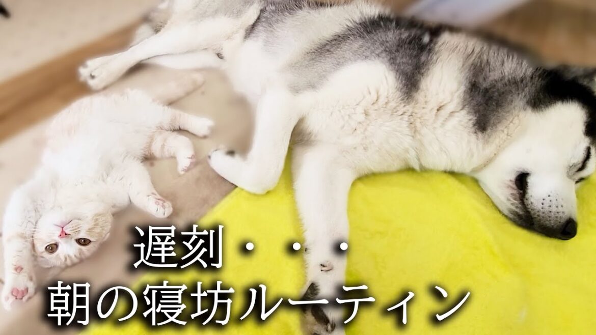 大寝坊したハスキー犬と子猫の朝のルーティンが可愛すぎる