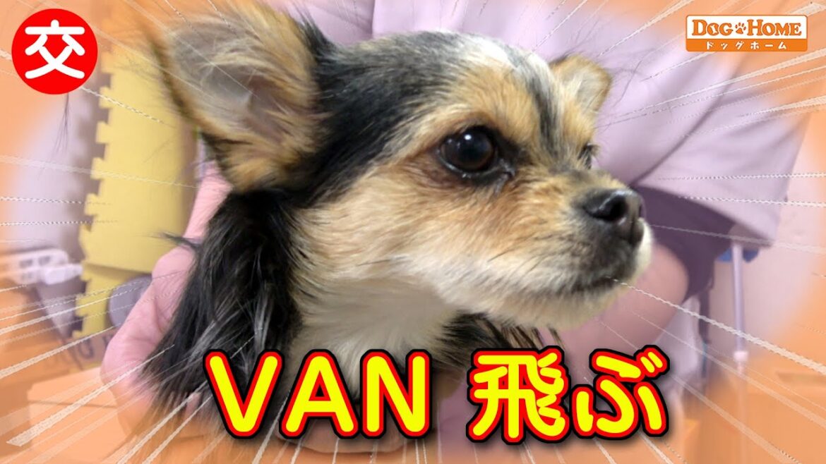 ９か月の女の子。。。飛ぶ！！　ミックス犬は良い所とり　【ミックス犬のヴァンちゃんのシャンプー編】　୨୧∵トリミング サロン DOG HOME ドッグホーム∵୨୧