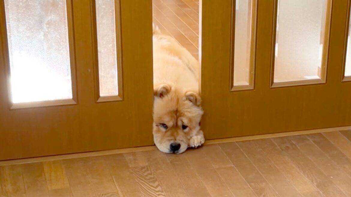 のぞきこむチャウチャウ犬集