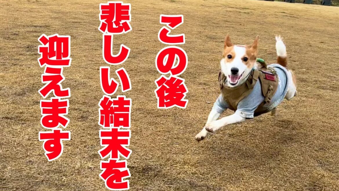 【空回り】イベントでハシャギまくってたのに、悲しい結末が待っていました［しゃべる犬 ジャックラッセルテリア］