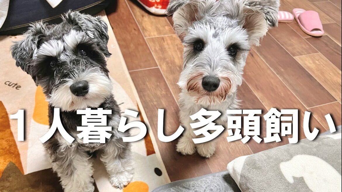 ワンオペ生活始まりました【シュナウザー多頭飼い】