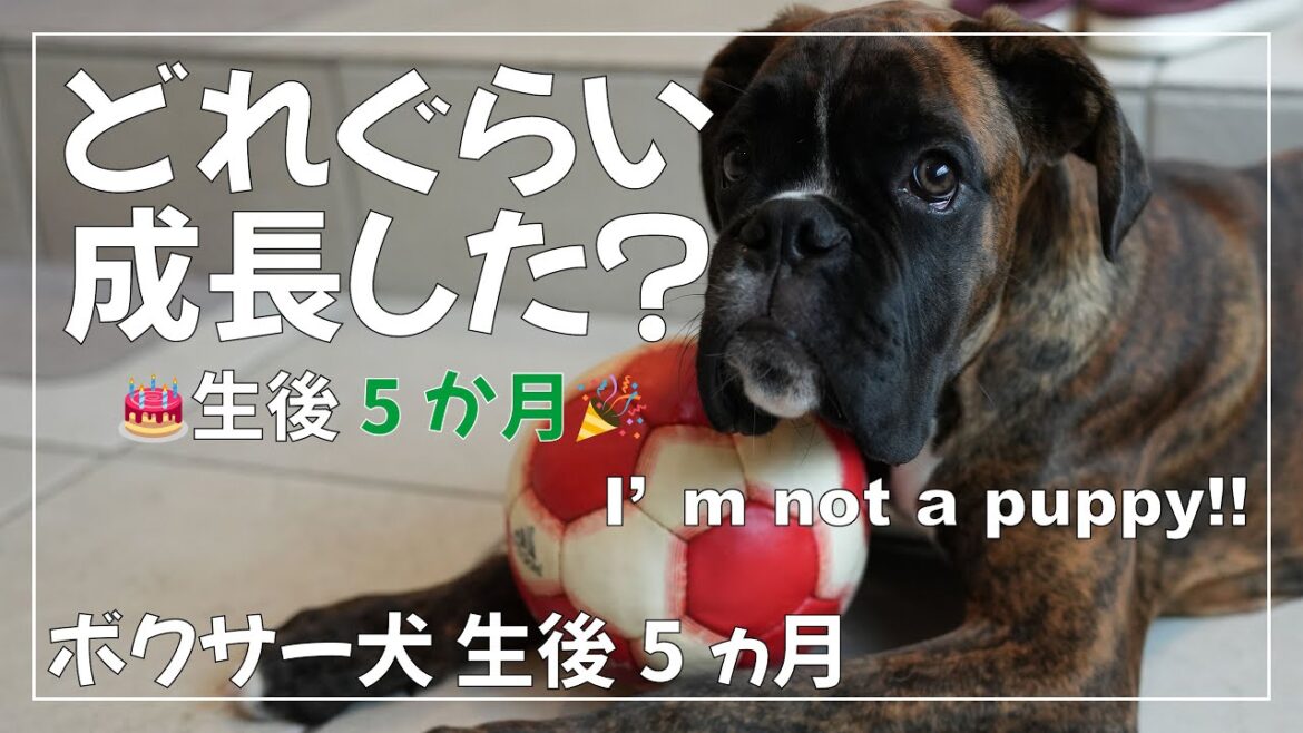 ボクサー犬 子犬が生後5ヶ月になったので身体測定をしてみました
