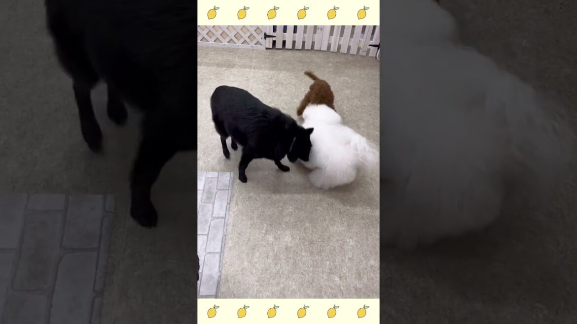 犬のようちえん・ほいくえん・お泊りトレーニング・スキッパーキ#犬のしつけ#shorts