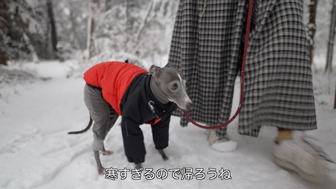 寒がりなイタグレを雪の日に散歩したら意外と・・・【イタリアングレーハウンド】